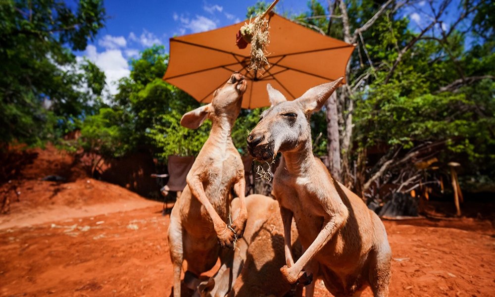 safari world bangkok