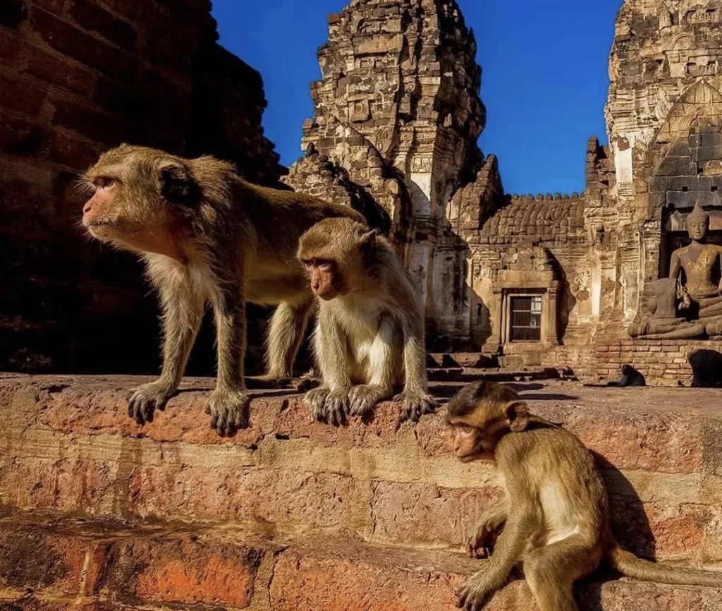 Lopburi Monkey Temple Excursion