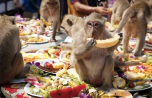 Monkey buffet festival