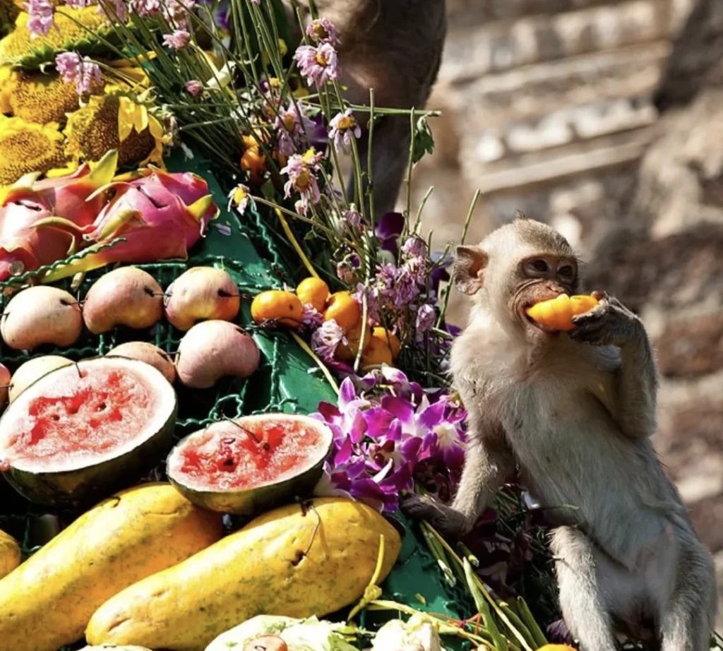 singe qui mange lors du monkey buffet festival