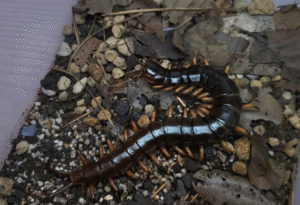 Scolopendre en Thaïlande