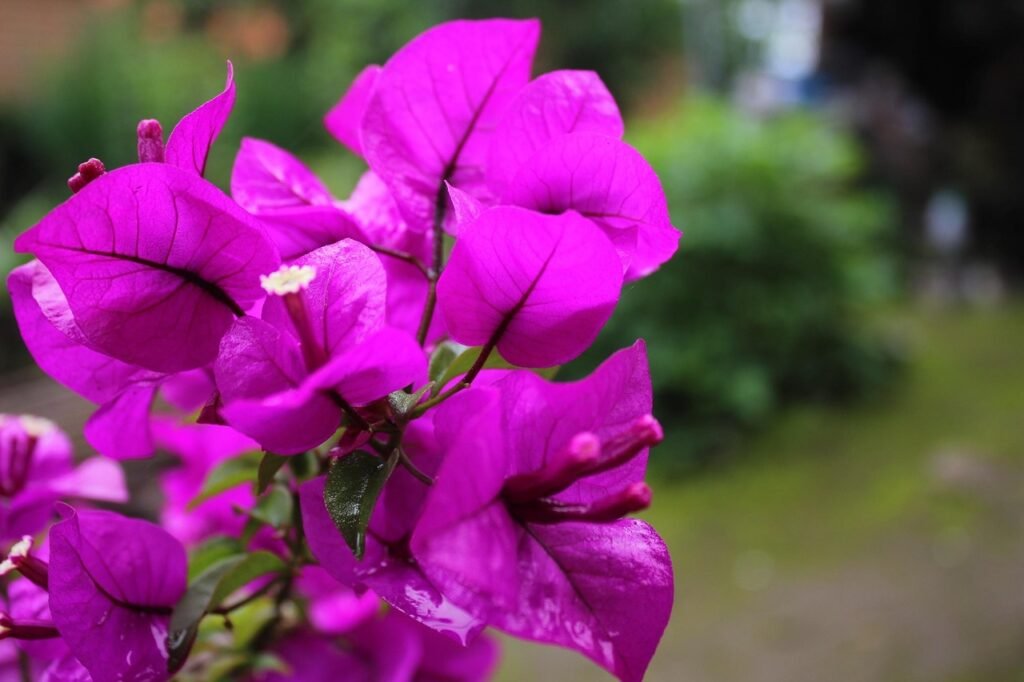Bougainvillier