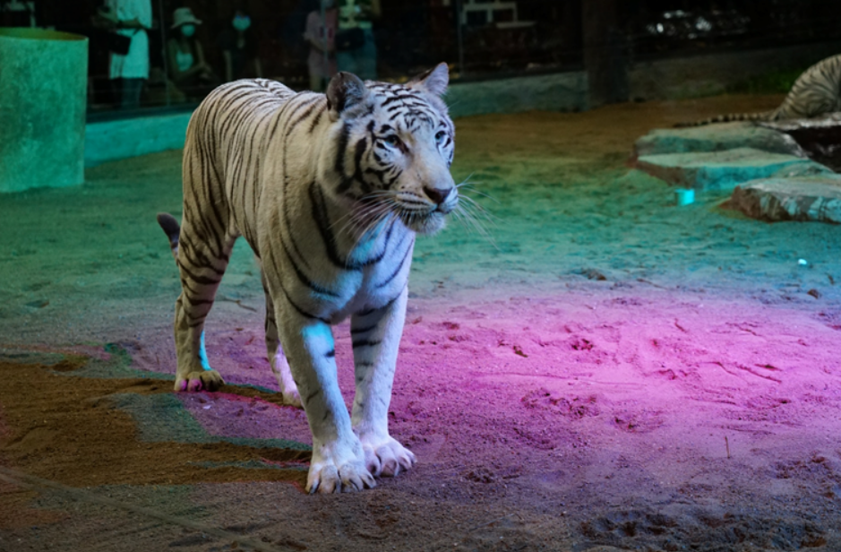 chiang mai night safari