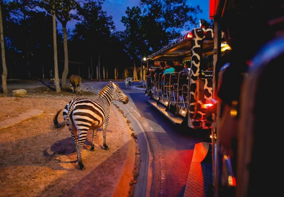 chiang mai night safari