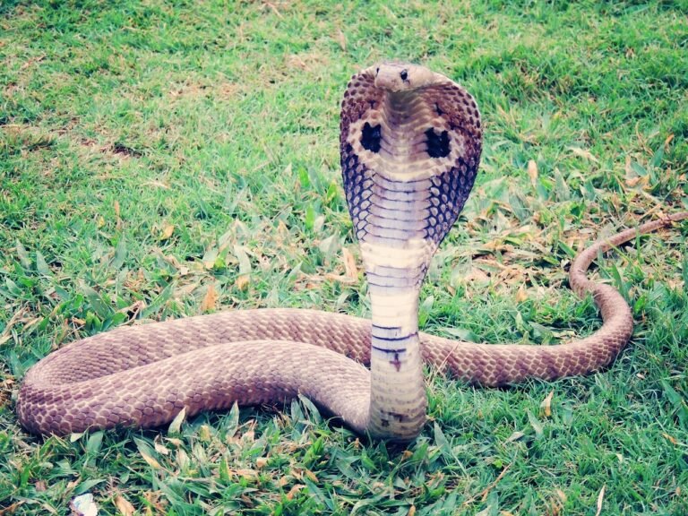 serpents-en-tha-lande-guide-d-identification-et-de-survie