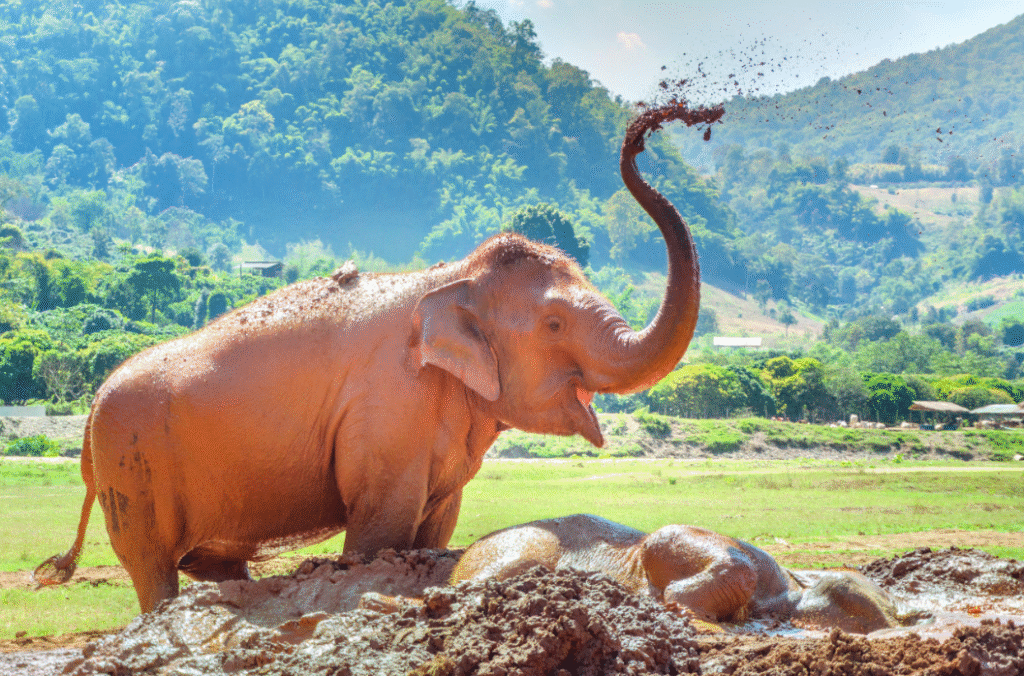 elephant nature park chiang mai