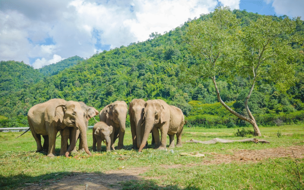 elephant nature park chiang mai