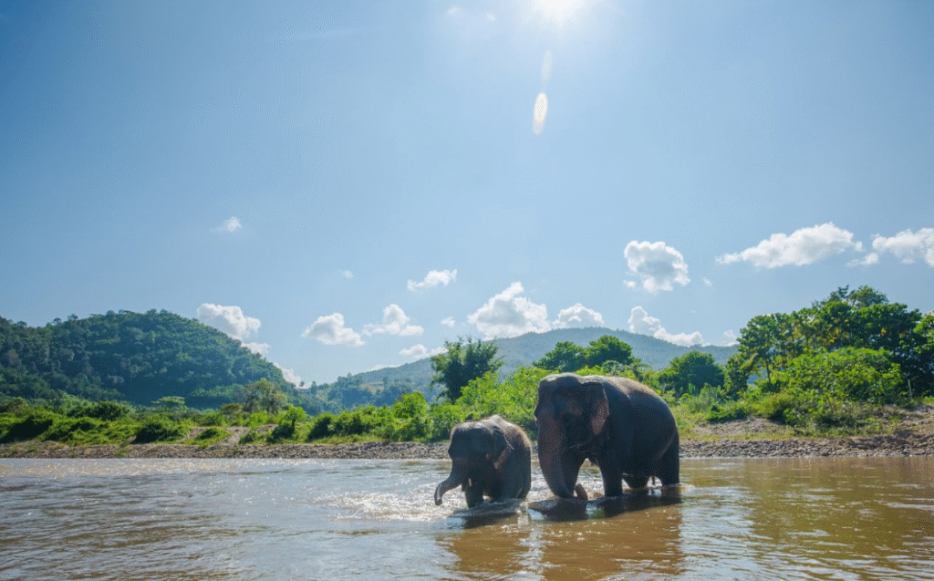 elephant nature park chiang mai