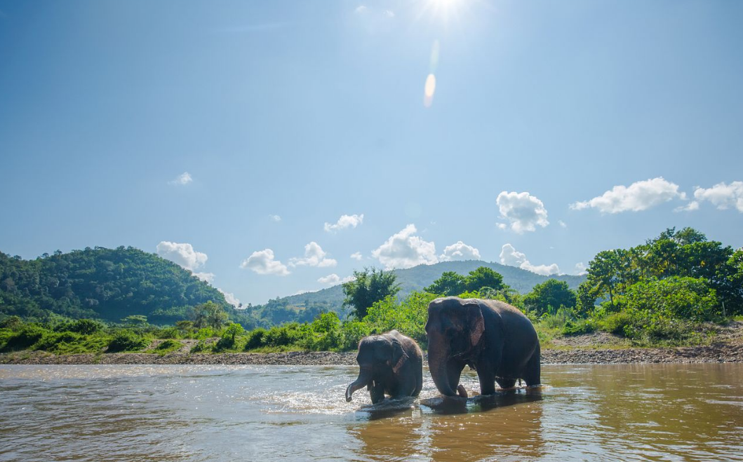 Éléphants en semi-liberté dans la jungle de l’Elephant Nature Park près de Chiang Mai