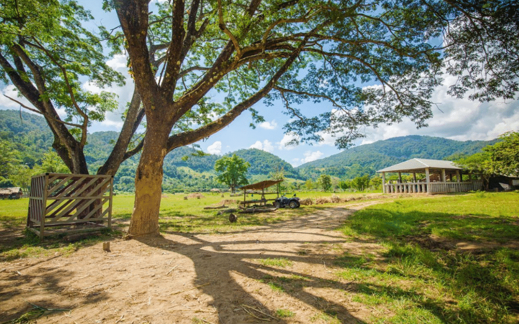 elephant nature park chiang mai