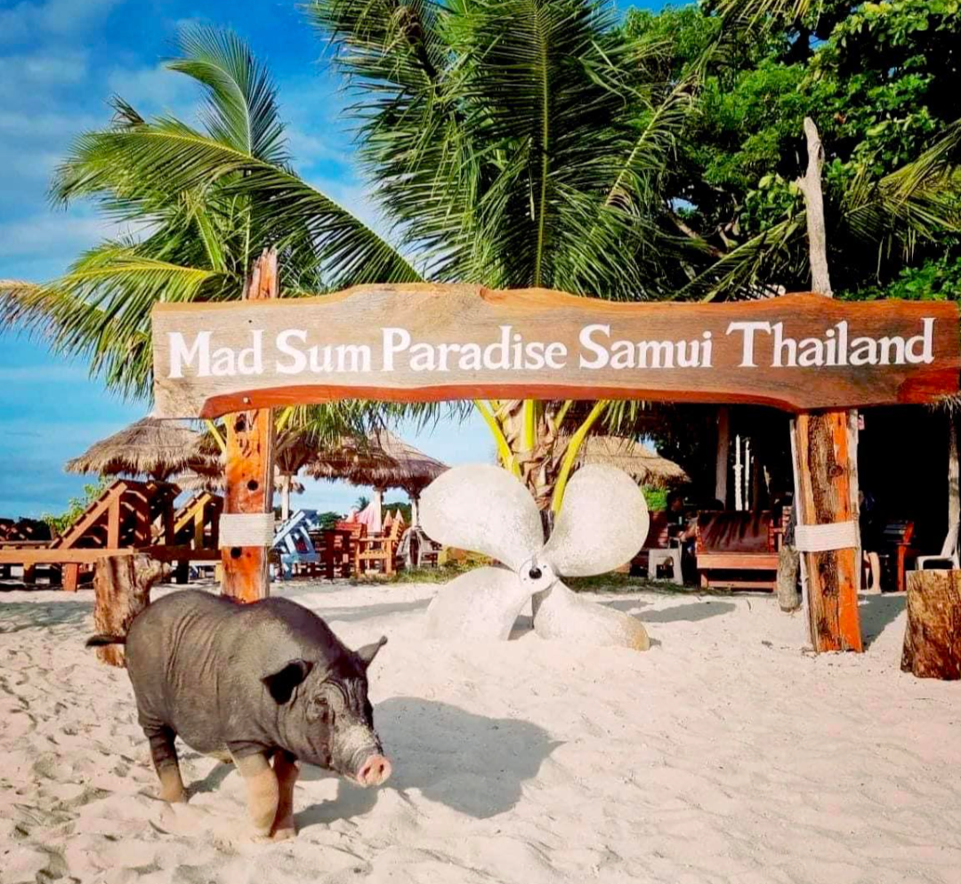 ile aux cochons koh samui thailande