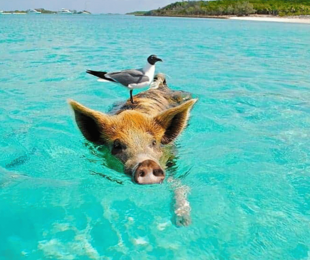 ile aux cochons koh samui thailande