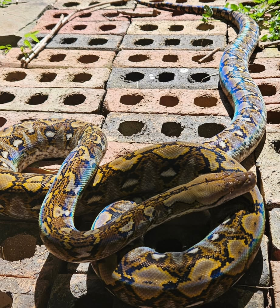 python géant thailande