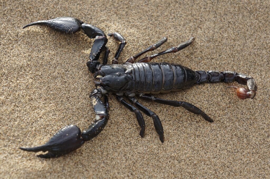 scorpion thailande