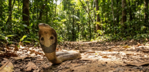 serpents en thailande