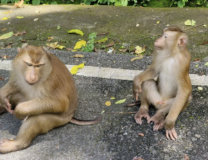 singe en thailande