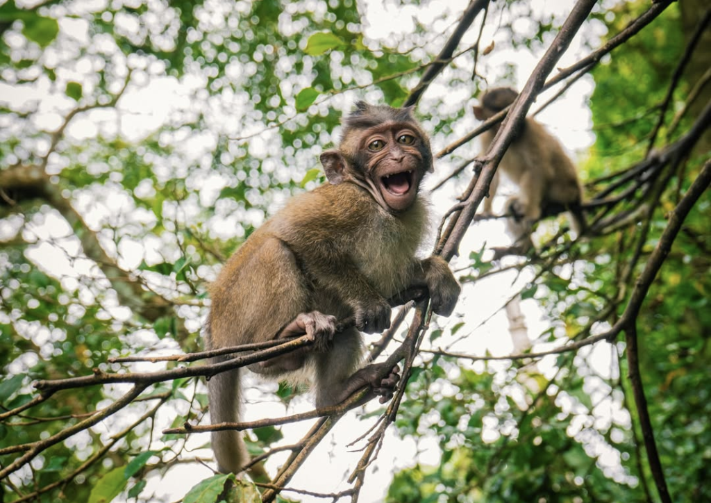 un singe dans la forêt thailandaise