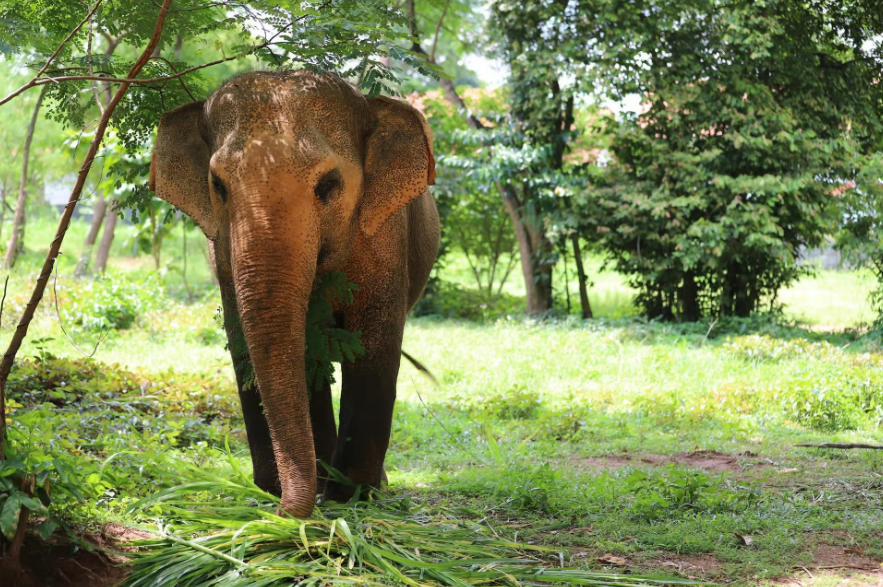 Koh Samui sanctuaire elephant