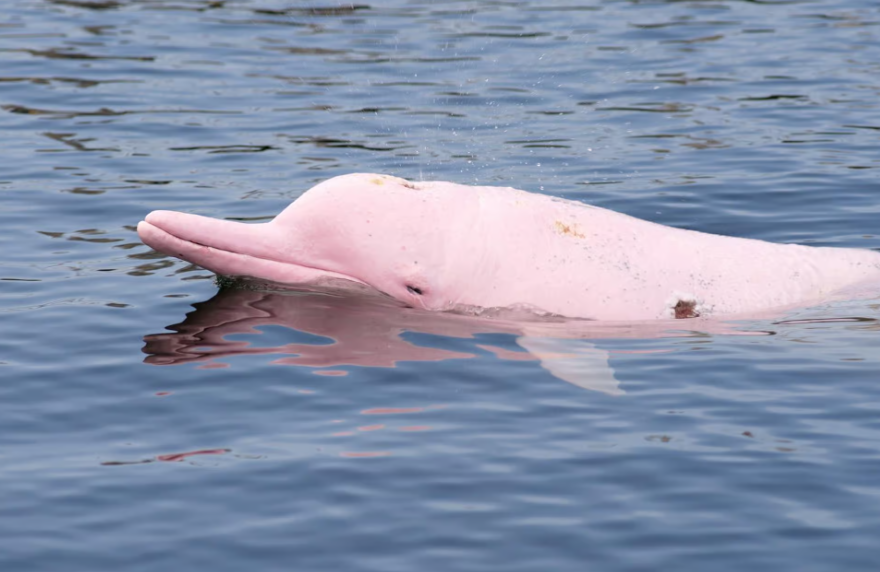Koh Samui : Observation des dauphins roses et excursion en bateau rapide sur l'île aux cochons