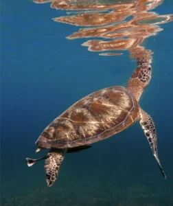 photo tortue lors sortie plongee