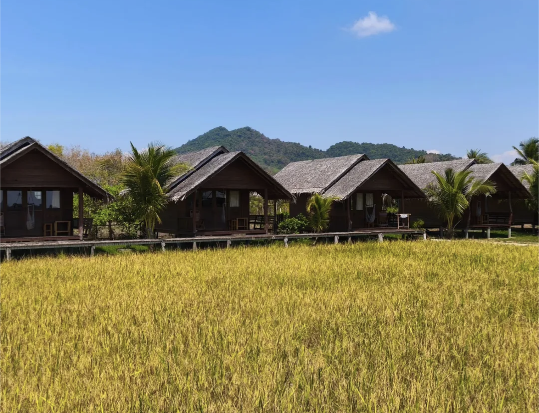 Rizières vertes en Thaïlande en octobre