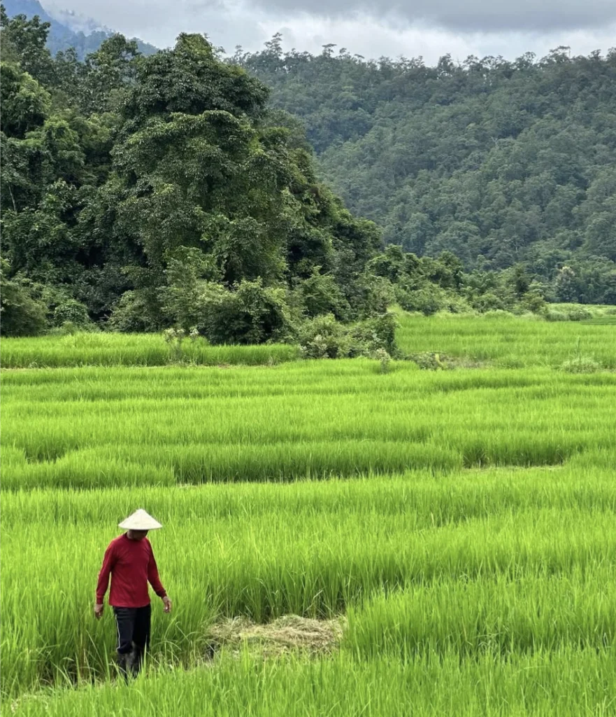 rizière thailandaise