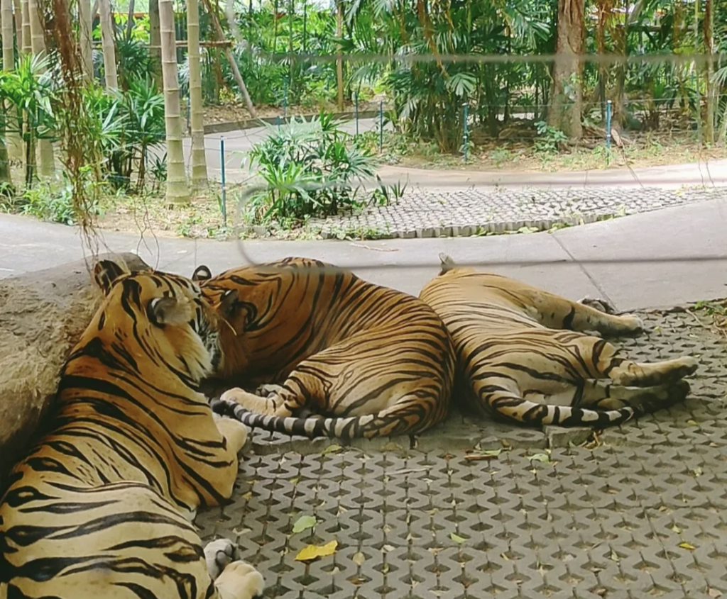 des tigres qui se reposent en thaïlande