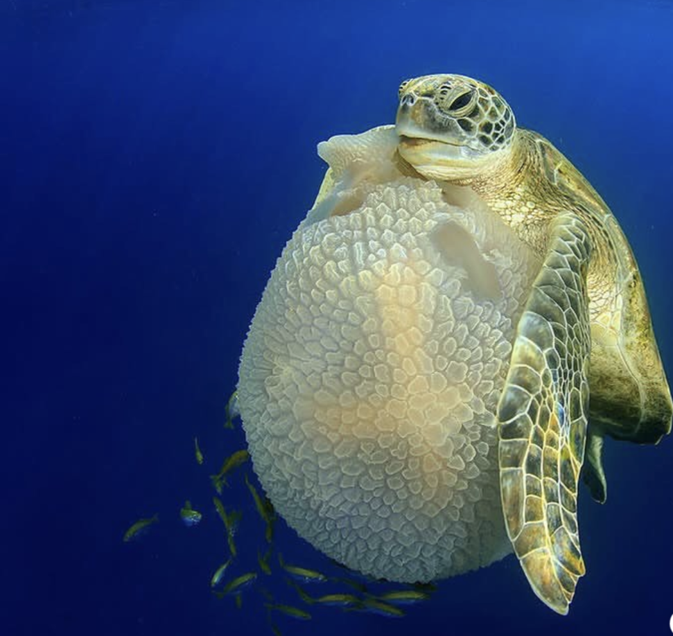 tortue verte en thaïlande