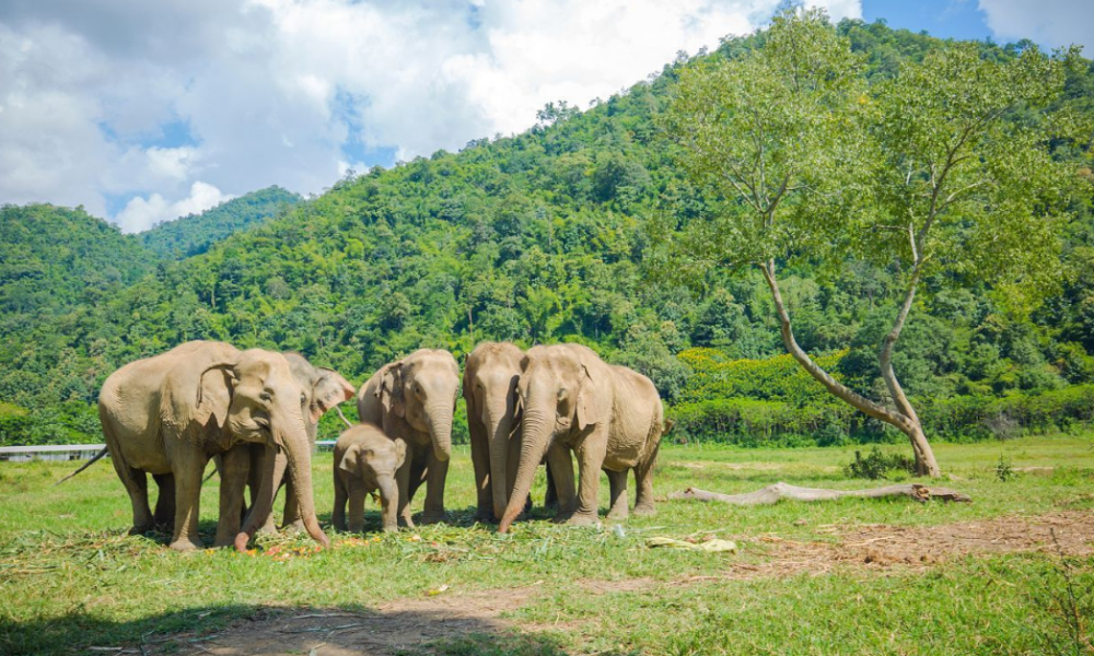 elephant nature park chiang mai