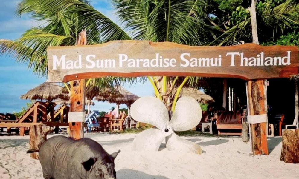 ile aux cochons koh samui thailande